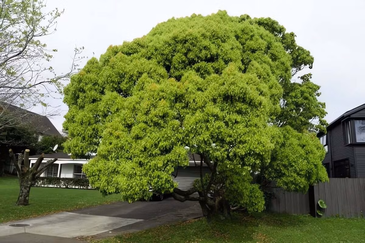 Người xưa dặn: Trồng cây long não trong vườn, gia đình có lá bùa bình an