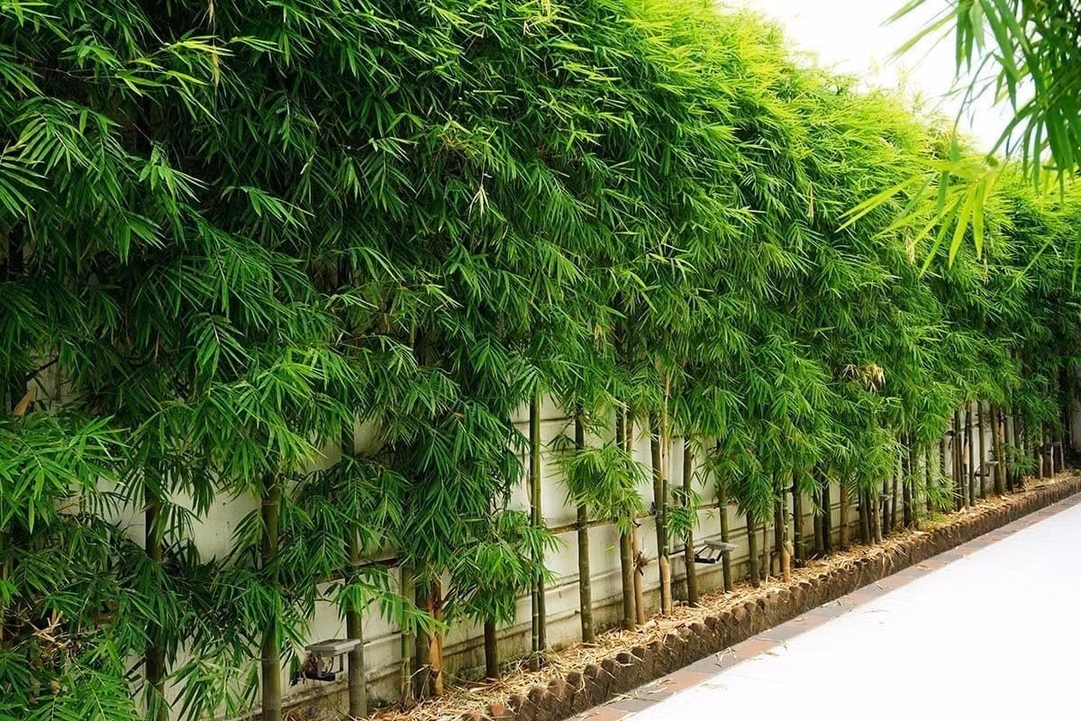 4. Cây Tre – Thanh nhã, bình an, từng bước tốt đẹp: Tre từ lâu đã là biểu tượng văn hóa phương Đông, gắn liền với khí chất quân tử: kiên cường, khiêm nhường và ngay thẳng. Người xưa tin rằng tre là “cây tài lộc”, tượng trưng sức mạnh và danh dự.