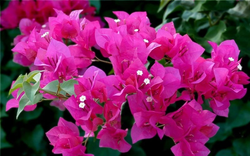 View - 5 loài hoa vừa đẹp vừa vượng khí, trồng một lần hưởng lộc dài lâu | Báo Tri thức và Cuộc sống - TIN TỨC PHỔ BIẾN KIẾN THỨC 24H