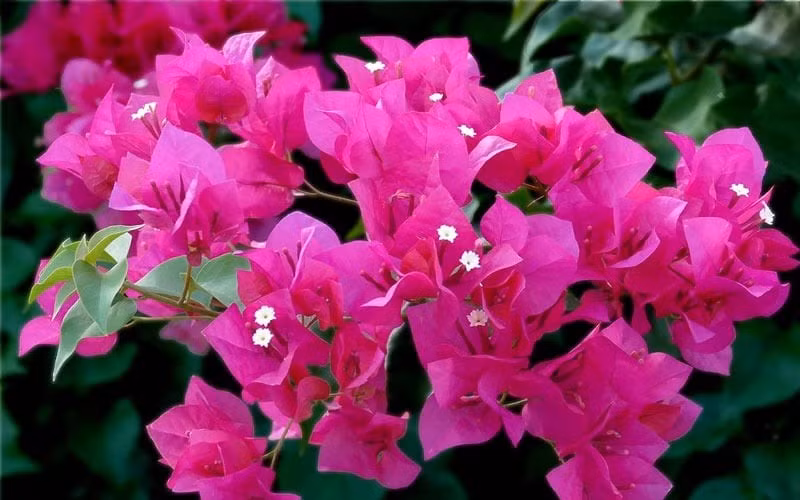 Hoa giấy: Hoa giấy nổi bật với vẻ đẹp rực rỡ và mang nhiều ý nghĩa phong thủy về tài vận, may mắn. Cây tượng trưng cho sự thịnh vượng, thành công trong công việc và cuộc sống, đặc biệt hợp với gia chủ muốn thu hút vận khí tốt.