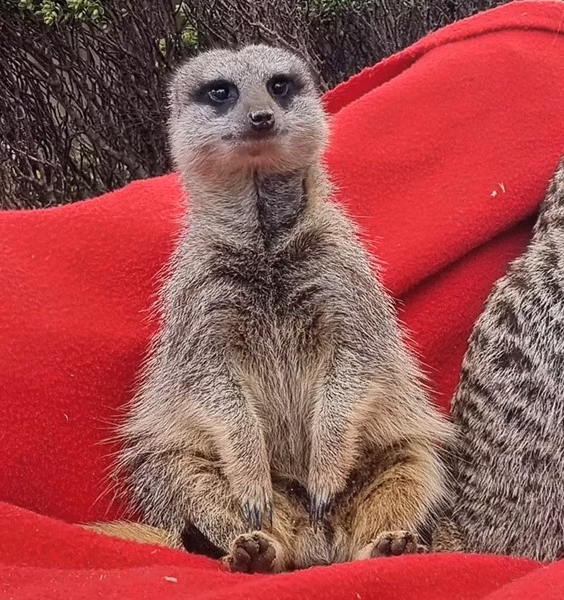 Meerkat: Không chỉ dễ thương, meerkat còn biết dạy con non kỹ năng sinh tồn. Chúng điều chỉnh cách dạy tùy theo trình độ, thậm chí loại bỏ nọc độc của bọ cạp trước khi đưa cho con học cách ăn