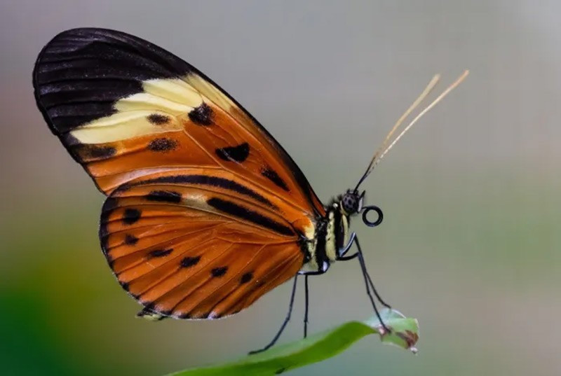 Bướm Heliconius: Nghiên cứu tại Đại học Bristol cho thấy chúng có khả năng học hỏi và ghi nhớ không gian. Chúng tìm thức ăn trong môi trường phức tạp bằng cách ghi nhớ vị trí, tương tự như ong, trái quan niệm rằng côn trùng thiếu trí tuệ