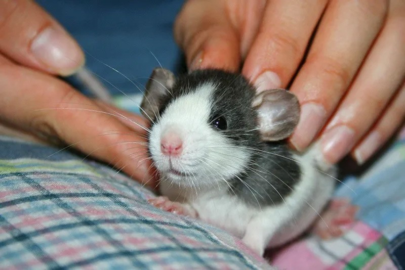 Chuột Long-Evans: Loài chuột này có khả năng ghi nhớ, định hướng và thậm chí đưa ra quyết định mang tính đạo đức. Cá thể Hobbie-J được tăng cường gen NR2B cho thấy tiềm năng nghiên cứu bệnh sa sút trí tuệ.