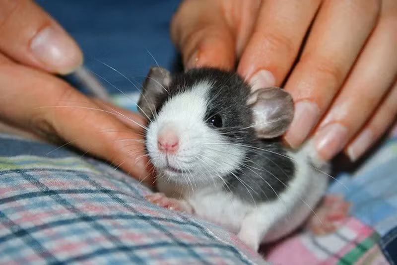 Chuột Long-Evans: Loài chuột này có khả năng ghi nhớ, định hướng và thậm chí đưa ra quyết định mang tính đạo đức. Cá thể Hobbie-J được tăng cường gen NR2B cho thấy tiềm năng nghiên cứu bệnh sa sút trí tuệ.