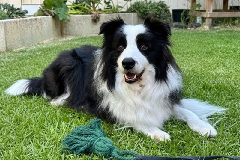 Border Collie: Giống chó này có trí nhớ và khả năng suy luận vượt trội, hiểu cảm xúc và hành động của con người. Con chó Chaser nổi tiếng đã học được tên của hơn 1.000 đồ vật, minh chứng cho trí tuệ đặc biệt.