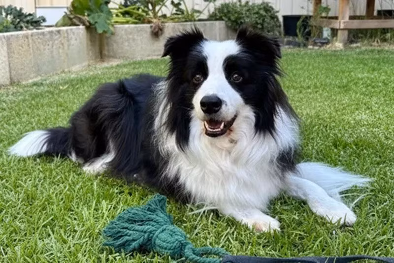 Border Collie: Giống chó này có trí nhớ và khả năng suy luận vượt trội, hiểu cảm xúc và hành động của con người. Con chó Chaser nổi tiếng đã học được tên của hơn 1.000 đồ vật, minh chứng cho trí tuệ đặc biệt.