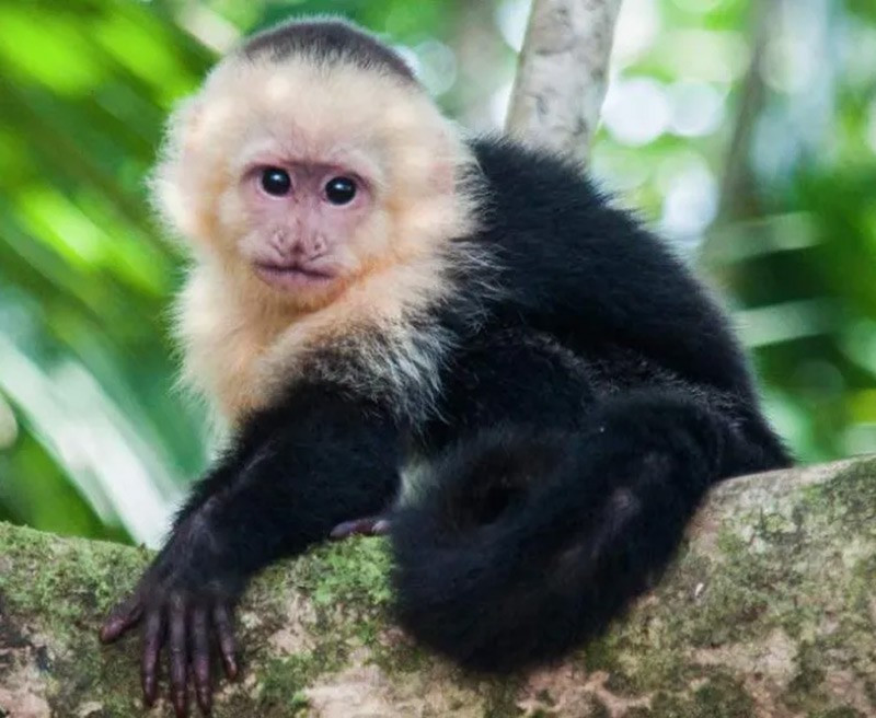 Khỉ Capuchin: Khỉ capuchin sử dụng đá làm công cụ để đập vỡ hạt, đào bới và tìm thức ăn. Chúng có khả năng sáng tạo công cụ như búa, đe, thể hiện sự khéo léo và trí tuệ gần với loài linh trưởng lớn.