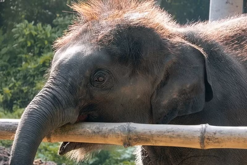 Voi: Voi nổi tiếng với trí nhớ siêu việt, khả năng nhận thức bản thân qua gương và hành vi đồng cảm. Chúng biết thương tiếc đồng loại, hợp tác trong nhóm và sử dụng công cụ, thể hiện trí tuệ xã hội và cảm xúc sâu sắc.