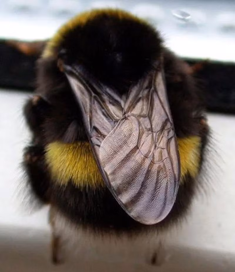 Ong mật: Ong mật có khả năng định hướng chính xác, ghi nhớ vị trí hoa và truyền đạt thông tin bằng “điệu nhảy lắc lư”. Hành vi này cho thấy trí tuệ xã hội và khả năng giao tiếp phức tạp, giúp cả đàn tối ưu hóa việc tìm kiếm thức ăn.