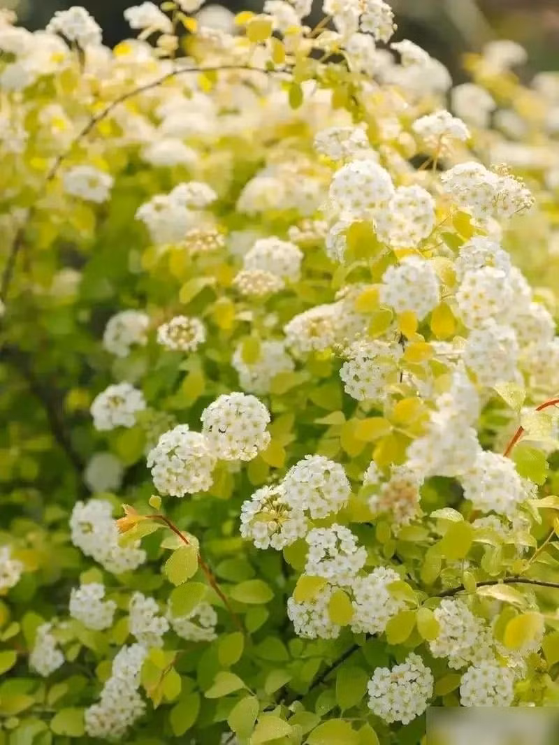 Sự kết hợp hoàn hảo giữa hoa và lá. Spiraea Vanhouttei Gold Fountain là phiên bản đột biến từ giống vòng hoa cô dâu nổi tiếng. Lá vàng đặc biệt giúp nó nổi bật hơn trong cảnh quan và phong thủy.