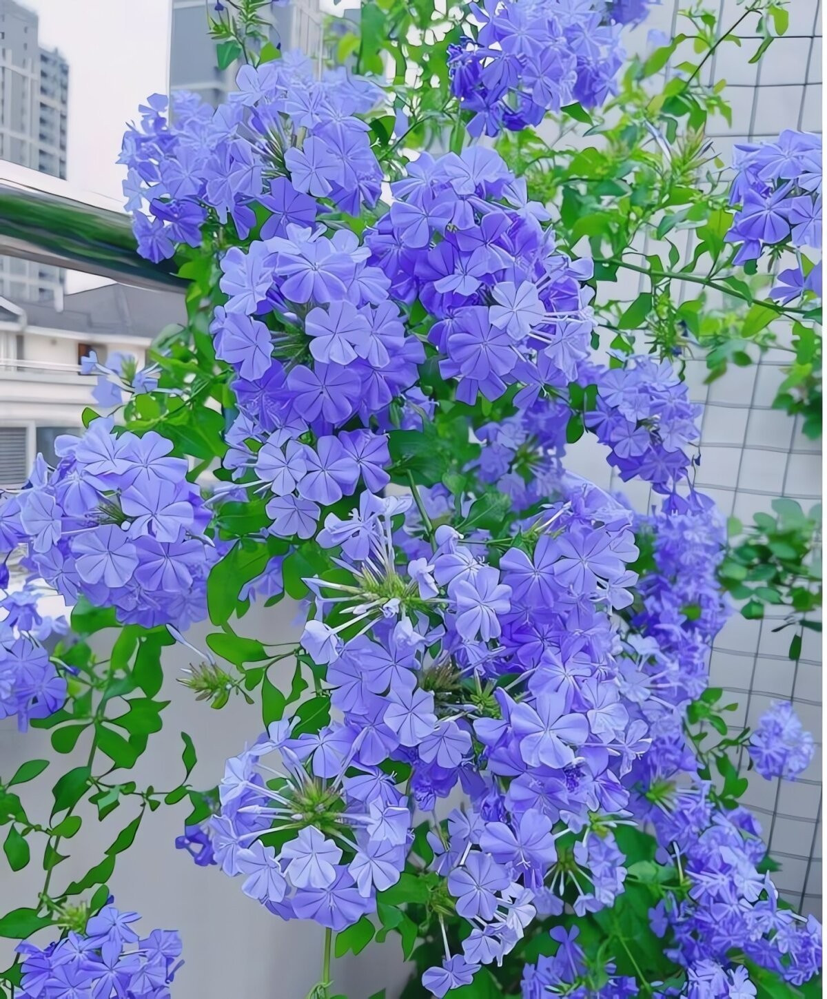 Vào mùa hè, thanh xà bung nở dày đặc, như nghìn bông tuyết xanh phủ kín cây. Nét xanh mát dịu giữa ngày nóng khiến loài hoa này được yêu thích vì hiệu ứng thư giãn thị giác rất rõ rệt.