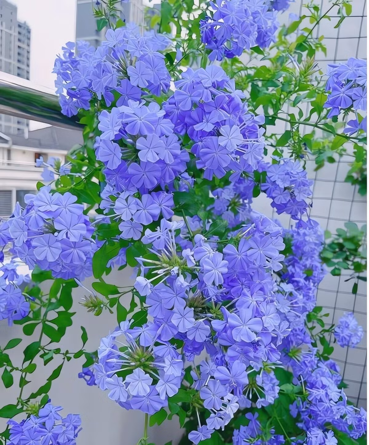 Vào mùa hè, thanh xà bung nở dày đặc, như nghìn bông tuyết xanh phủ kín cây. Nét xanh mát dịu giữa ngày nóng khiến loài hoa này được yêu thích vì hiệu ứng thư giãn thị giác rất rõ rệt.