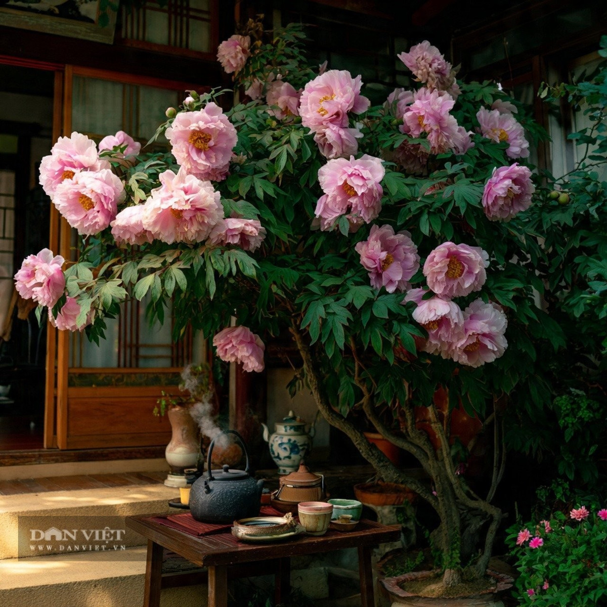 Người xưa tôn vinh mẫu đơn là biểu tượng của giàu sang, quyền quý và phú cát. Đặt mẫu đơn trong nhà như trấn giữ vượng khí, mang lại tài lộc và may mắn dài lâu.