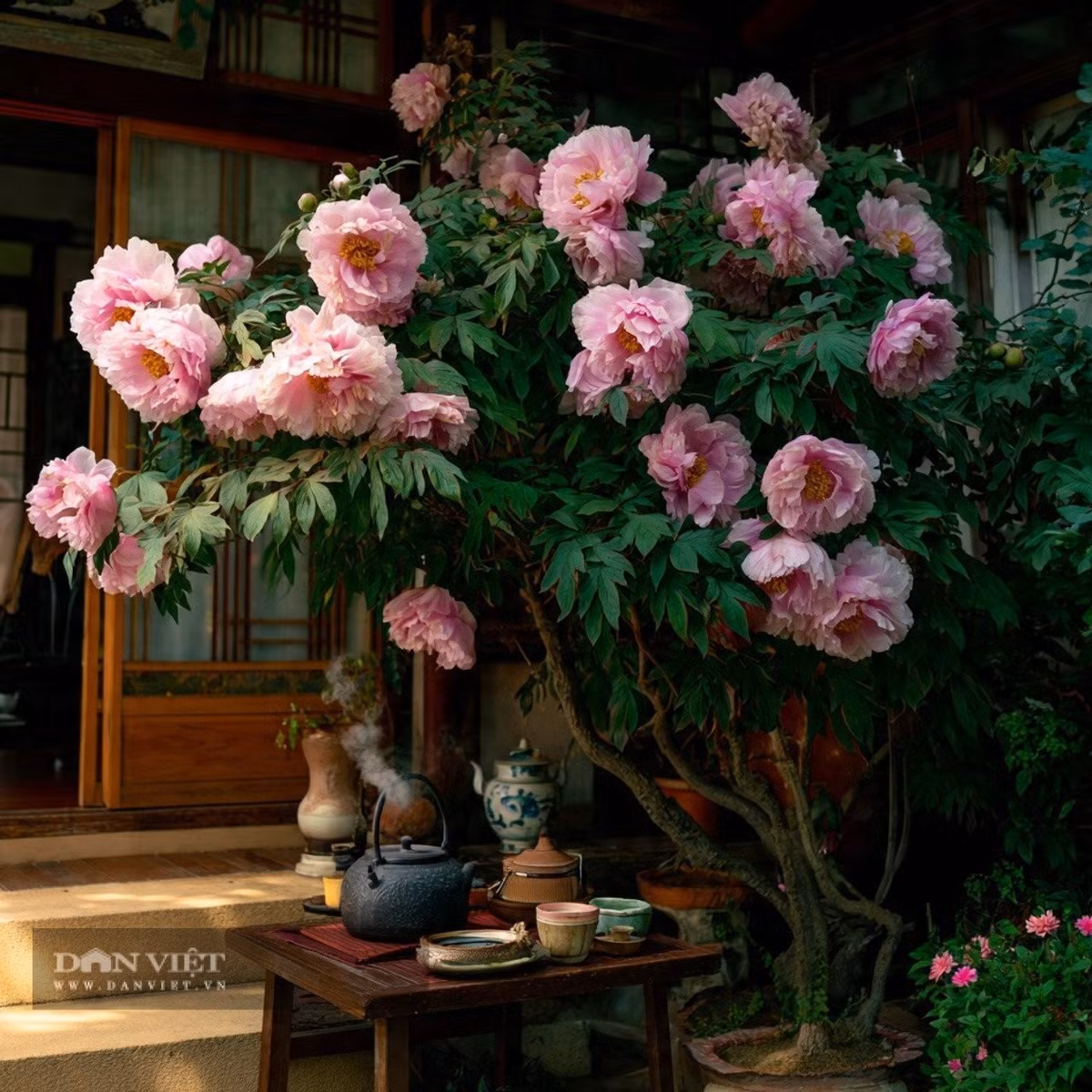 Người xưa tôn vinh mẫu đơn là biểu tượng của giàu sang, quyền quý và phú cát. Đặt mẫu đơn trong nhà như trấn giữ vượng khí, mang lại tài lộc và may mắn dài lâu.