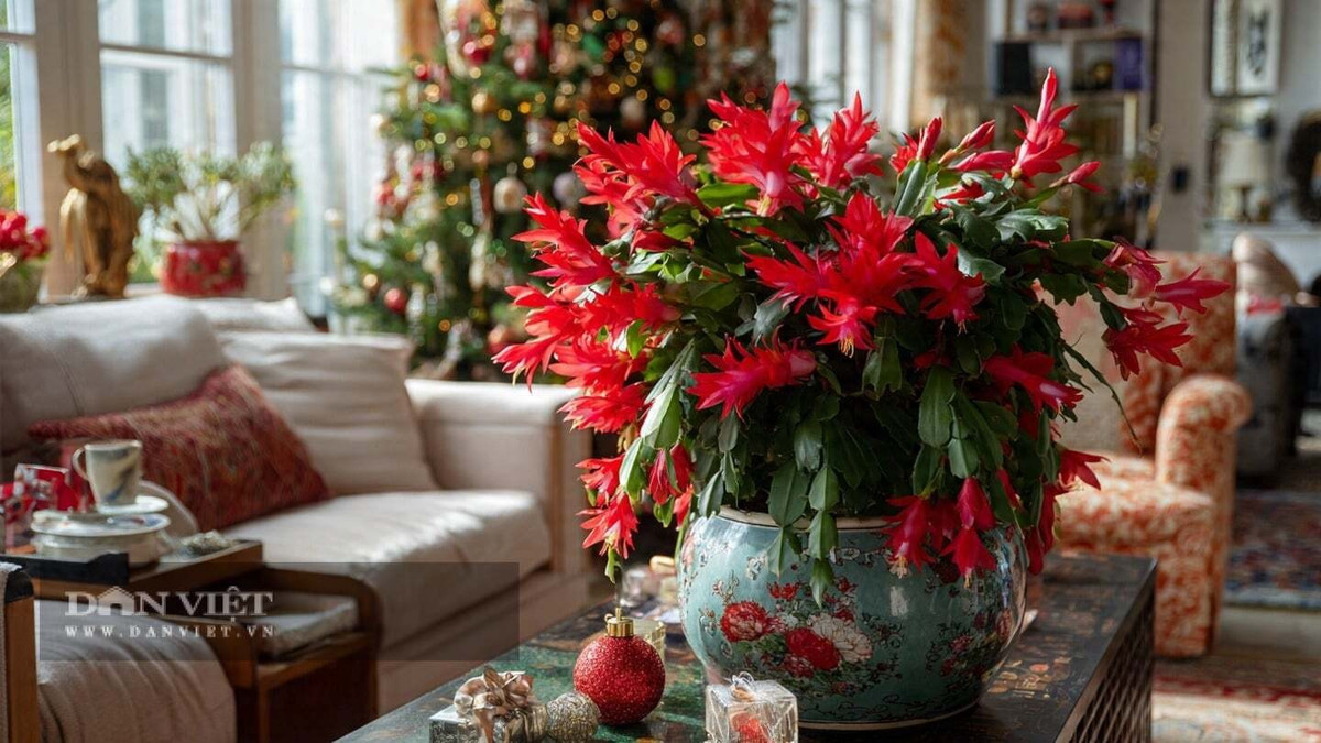 Những bông hoa tuyệt đẹp của nó có thể kéo dài vài tuần