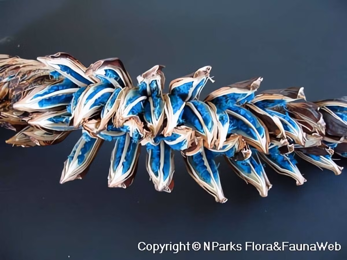 Ravenala madagascariensis là loài duy nhất của chi Ravenala, có nguồn gốc từ Madagascar. Vì thế, nó trở thành biểu tượng của nhiều vùng nhiệt đới trên thế giới.