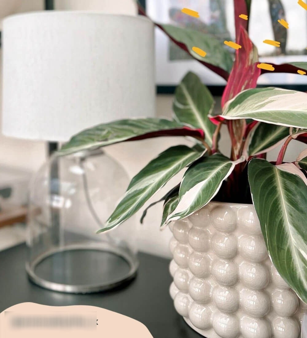 Cây cảnh độc đáo đến từ rừng nhiệt đới Brazil: Thuộc họ Dong riềng, cây có lá thuôn dài như hình mác, với những vệt màu mềm mại như cọ vẽ, mặt dưới màu tím sẫm cực kỳ cuốn hút.