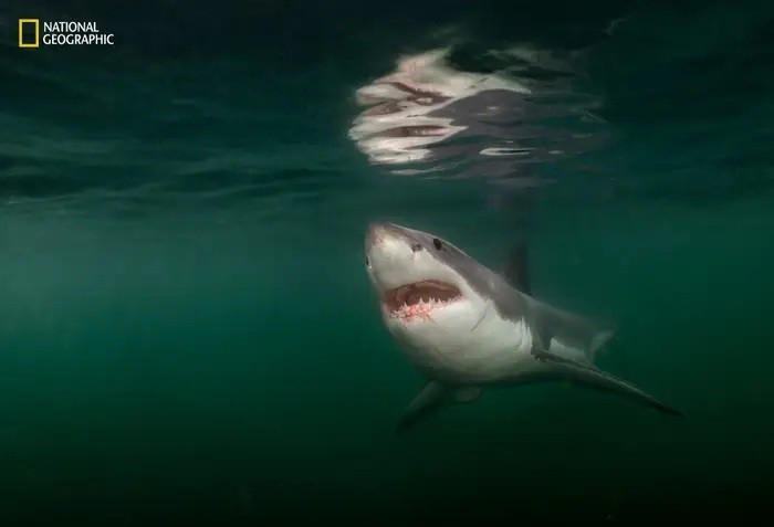Nhiếp ảnh gia Brian Skerry tiếp cận cá mập trắng dài 3m. Số lượng cá mập tăng nhờ quần thể hải cẩu lớn hơn, kết quả từ Đạo luật Bảo vệ Động vật có vú biển năm 1972. Bức ảnh cho thấy sự phục hồi sinh thái và mối liên hệ giữa loài.