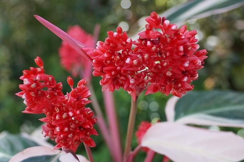 Vừa thanh lọc không khí, vừa tạo điểm nhấn trang trí nội thất: Không chỉ có hình dáng đẹp như đài phun nước mini, cây tam tài tam sắc còn lọc khí tốt, phù hợp đặt ở phòng khách, bàn làm việc hoặc ban công trong nhà.