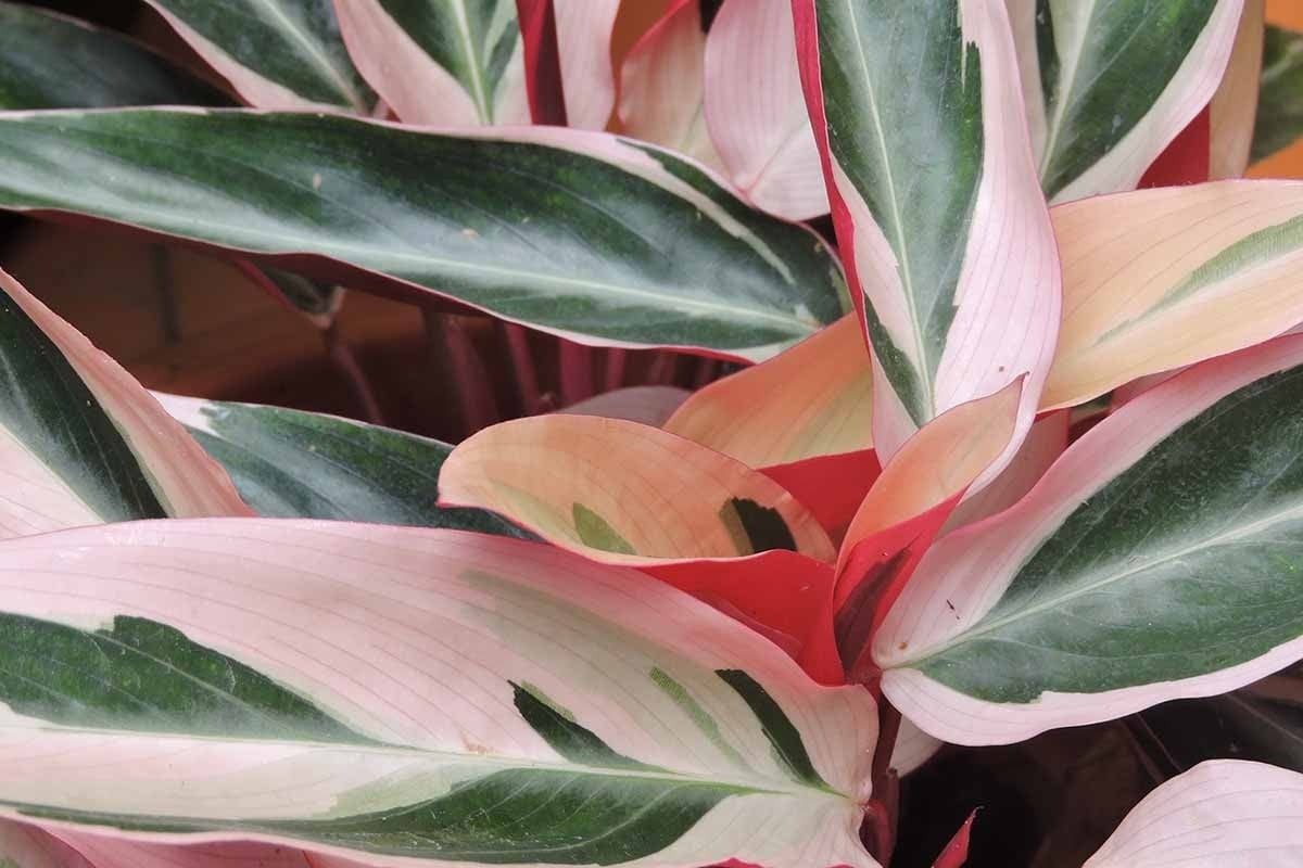 Cách chăm sóc: không cần quá khéo tay, chỉ cần hiểu cây. Cây ưa ánh sáng gián tiếp, môi trường ẩm và đất thoát nước tốt. Tránh nắng gắt trực tiếp, tưới khi đất vừa se mặt, luôn đảm bảo không bị úng.