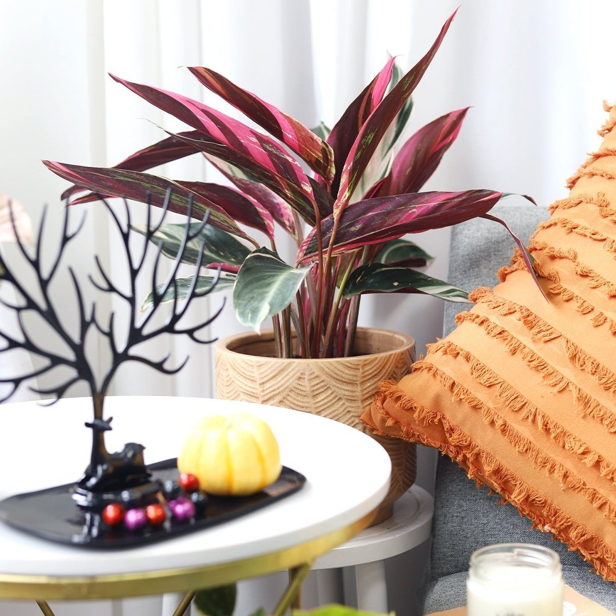 Bón phân định kỳ để duy trì lá rực rỡ, không phai sắc: Mỗi hai tuần bón phân lỏng cân đối trong mùa sinh trưởng. Tránh bón quá nhiều vì có thể khiến lá cháy. Mùa đông nên giảm phân xuống mỗi tháng một lần.