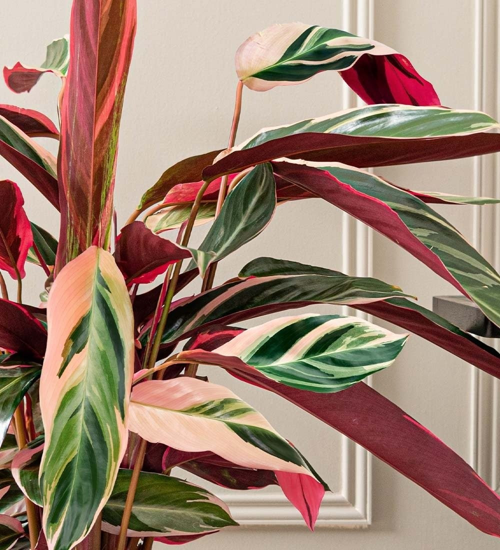 Tam tài tam sắc: cây cảnh rực rỡ như viên ngọc nhiệt đới: Sở hữu ba màu lá xanh – hồng – kem nổi bật, Stromanthe Triostar khiến bất kỳ ai cũng phải ngoái nhìn. Càng nhìn càng thấy... không thể thiếu nó trong nhà.