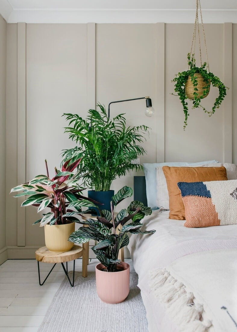 Dáng cây nhỏ gọn, thích hợp trồng trong nhà hiện đại: Cây trưởng thành cao từ 90–150cm, nhưng thường chỉ cao dưới 90cm nếu trồng trong chậu. Dáng bụi rậm rạp, rất dễ sắp đặt vào các góc nhỏ tinh tế.