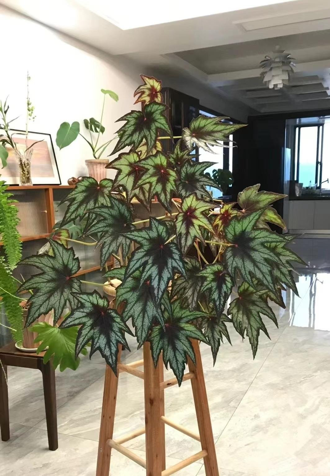 Một số giống nổi bật được nhiều người yêu thích gồm: Begonia Maculata (chấm bi), Begonia Batwing (cánh dơi), Begonia Snowcap (tuyết phủ).