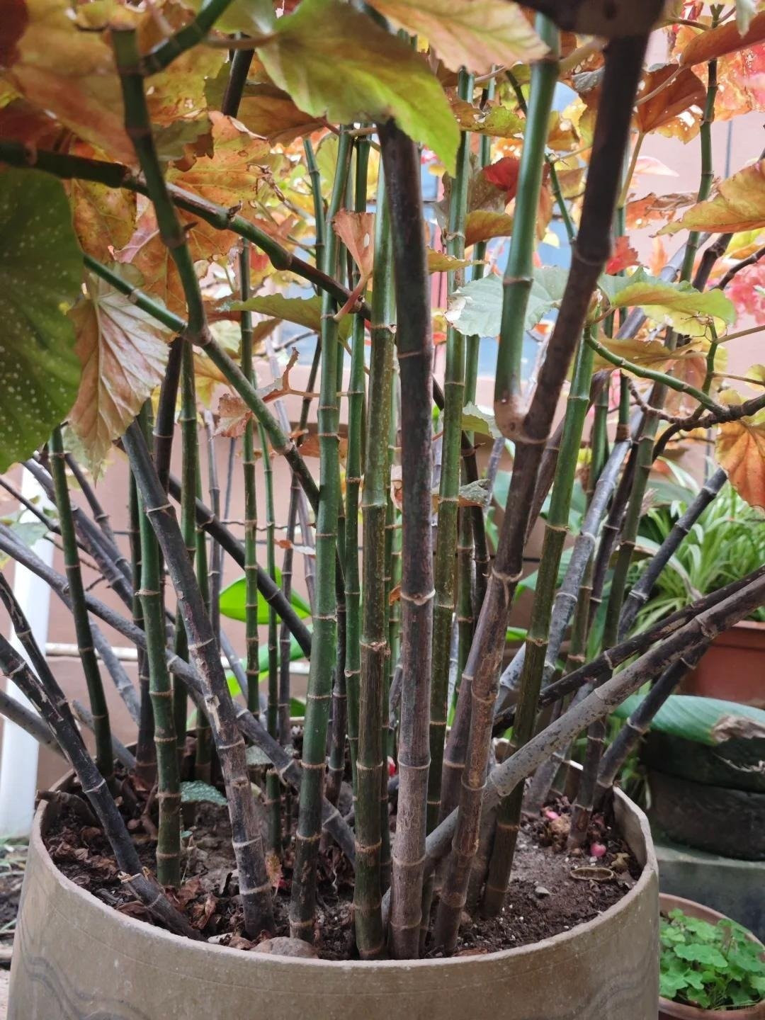 Hoa của thu hải đường đa dạng màu sắc: đỏ, hồng, trắng, tím, thậm chí pha trộn nhiều gam màu rực rỡ, thu hút ánh nhìn ngay từ xa.