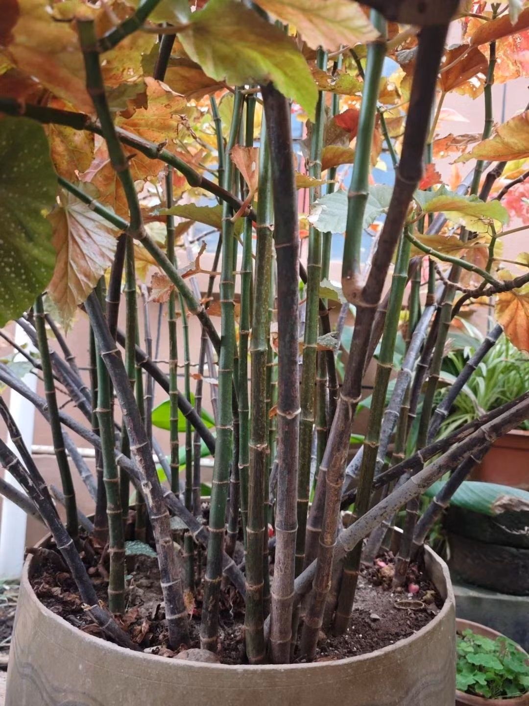 Hoa của thu hải đường đa dạng màu sắc: đỏ, hồng, trắng, tím, thậm chí pha trộn nhiều gam màu rực rỡ, thu hút ánh nhìn ngay từ xa.