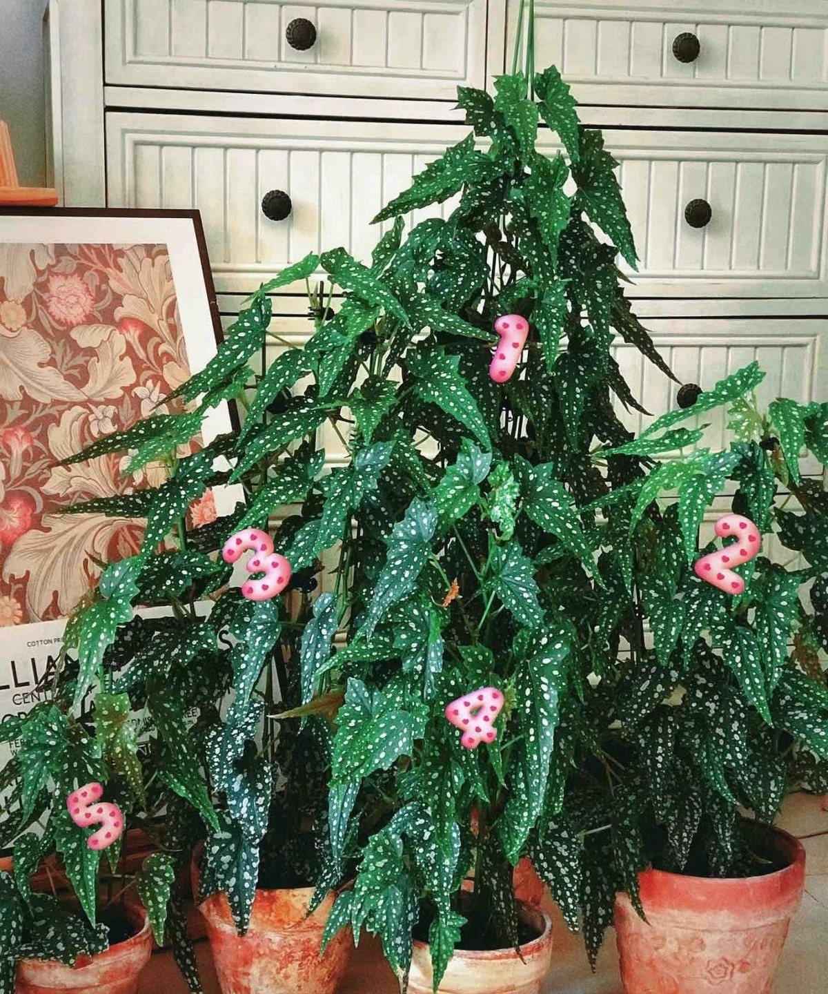 Ngoài ý nghĩa phong thủy, thu hải đường còn giúp thanh lọc không khí, giảm căng thẳng, mang lại cảm giác thư giãn cho không gian sống.