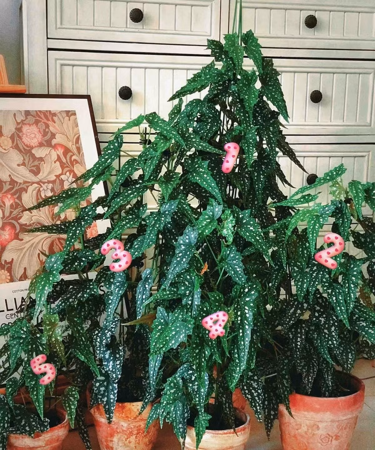 Ngoài ý nghĩa phong thủy, thu hải đường còn giúp thanh lọc không khí, giảm căng thẳng, mang lại cảm giác thư giãn cho không gian sống.