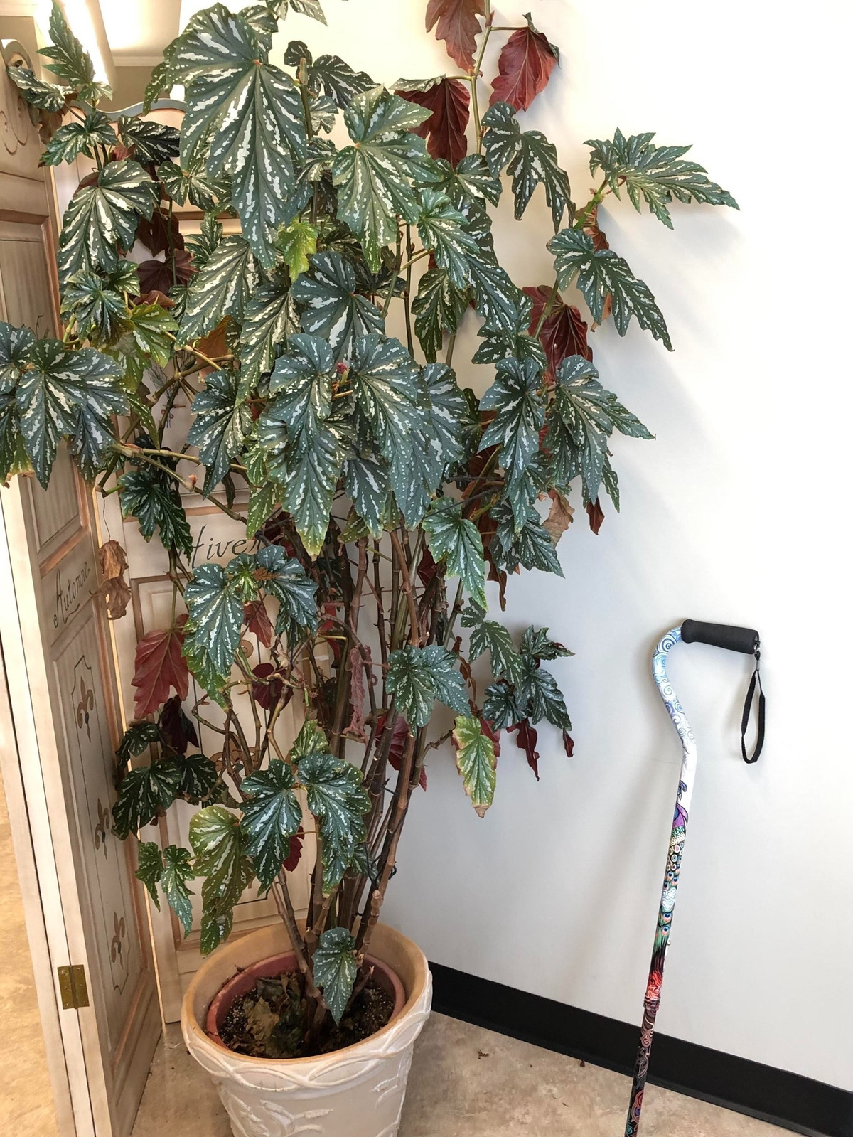 Loài cây này sở hữu lá xanh độc đáo, hoa rực rỡ, khiến không gian sống trở nên sinh động và đầy năng lượng tích cực.