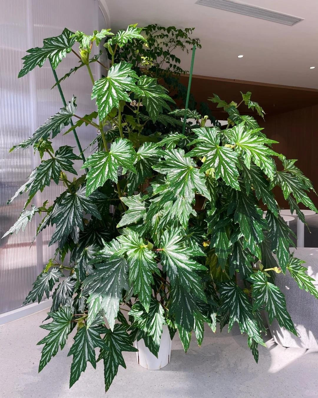 Tên gọi thu hải đường thân mía (Begonia cane) xuất phát từ hình dáng thân giống cây sậy, mía – thẳng đứng và có đốt rõ ràng.