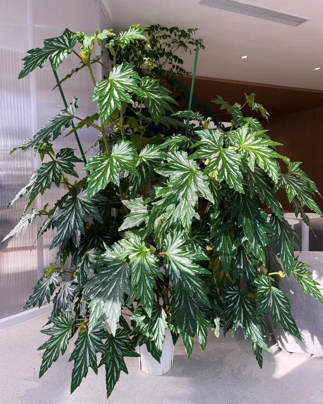 Tên gọi thu hải đường thân mía (Begonia cane) xuất phát từ hình dáng thân giống cây sậy, mía – thẳng đứng và có đốt rõ ràng.