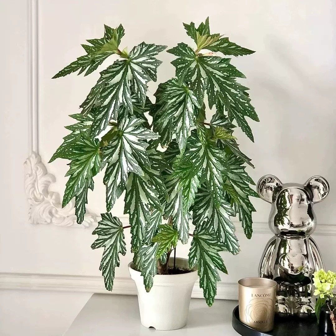 Cây có thể trồng trong nhà, ban công hoặc ngoài trời, đặc biệt phù hợp với những khu vực khí hậu ôn hòa, ít sương giá.