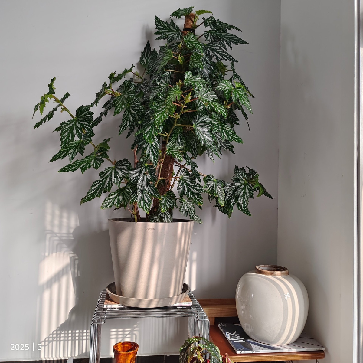 Cây dễ chăm sóc: chỉ cần đất tơi xốp thoát nước tốt, ánh sáng vừa phải, tưới nước khi đất khô và bón phân loãng thường xuyên.