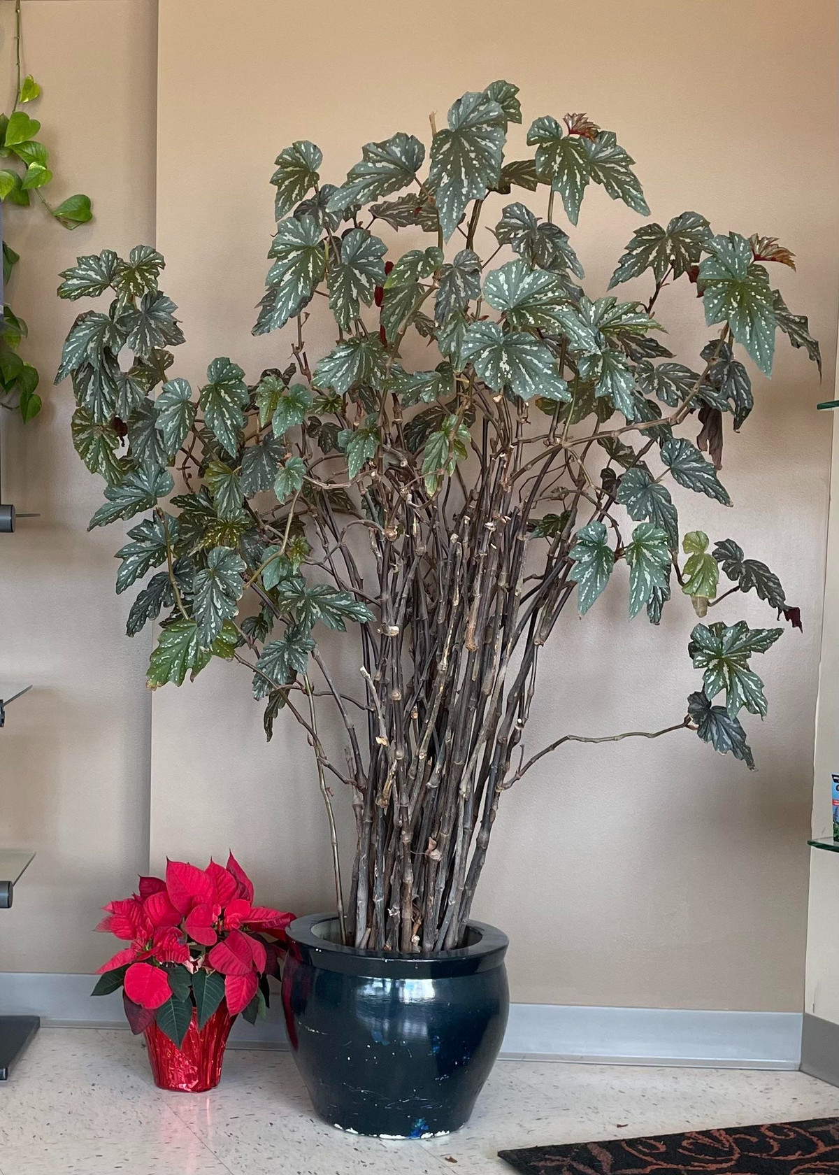 Trong họ thu hải đường (Begoniaceae) có hơn 1.400 loài, trong đó nhóm thu hải đường thân mía được yêu thích nhờ dáng cao, lá và hoa ấn tượng.