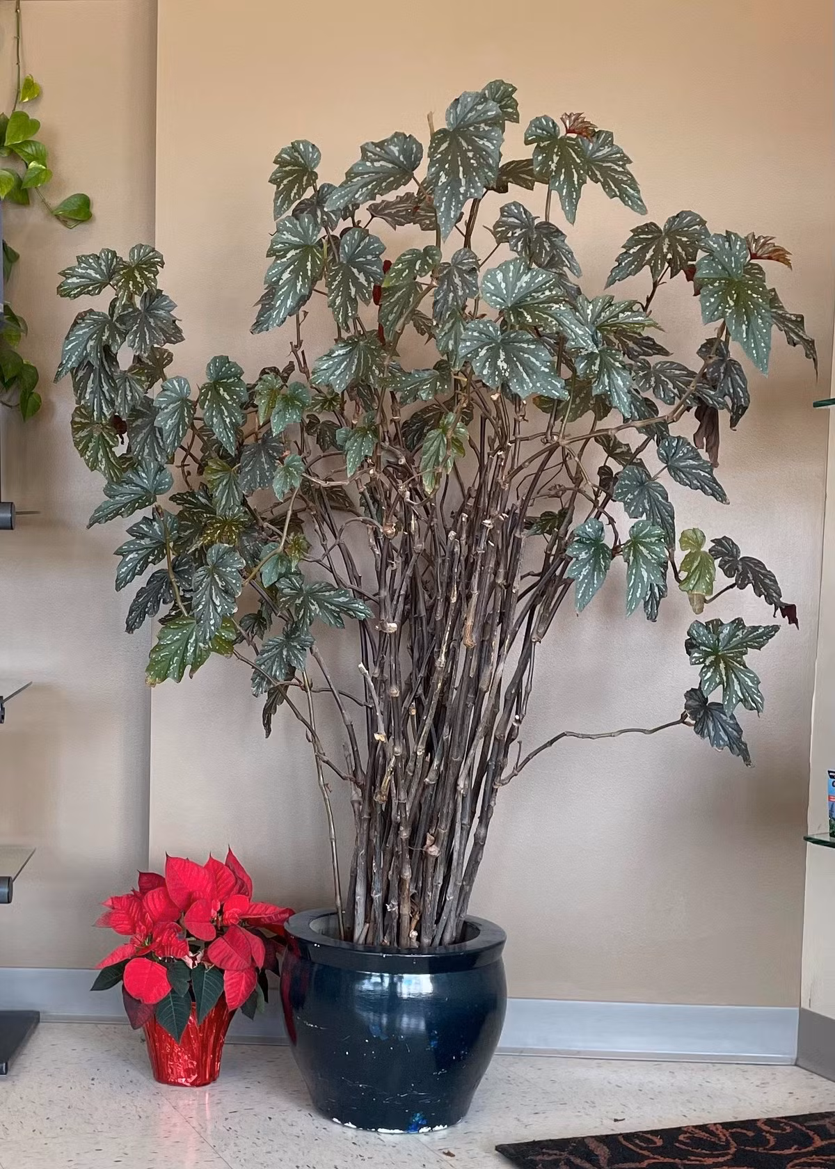 Trong họ thu hải đường (Begoniaceae) có hơn 1.400 loài, trong đó nhóm thu hải đường thân mía được yêu thích nhờ dáng cao, lá và hoa ấn tượng.