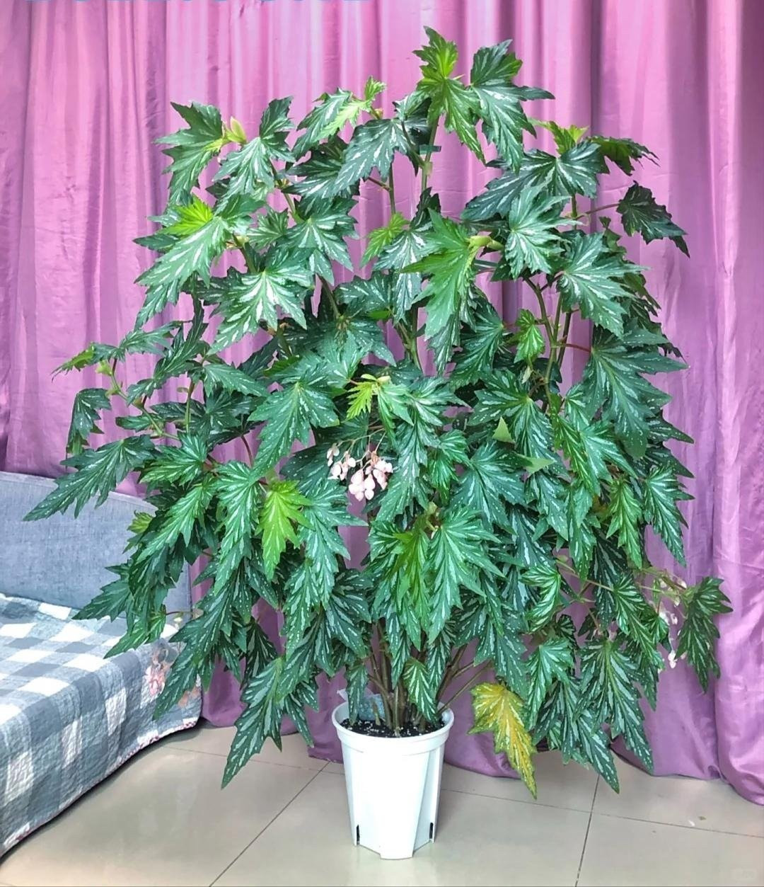 Với vẻ đẹp kiêu sa cùng ý nghĩa tốt lành, thu hải đường thân mía xứng đáng là cây cảnh phong thủy hot nhất hiện nay, bạn đã sẵn sàng rước về chưa?