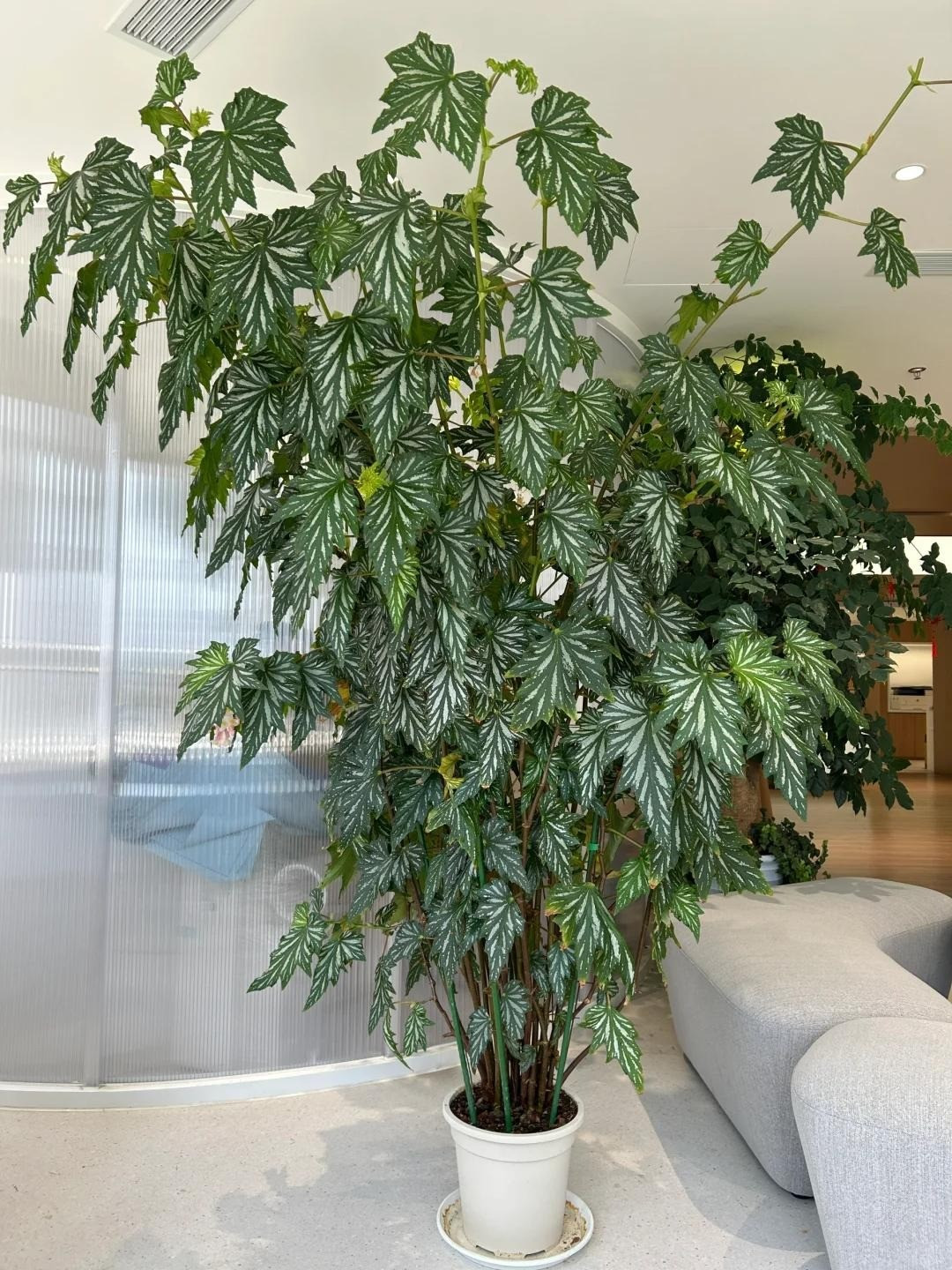 Điểm nổi bật của cây là những đốm bạc lấp lánh trên lá cùng sắc tím huyền bí, tạo cảm giác vừa sang trọng vừa mới lạ.