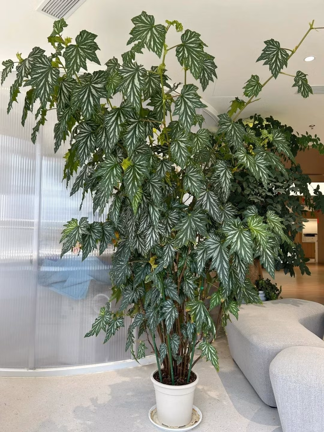 Điểm nổi bật của cây là những đốm bạc lấp lánh trên lá cùng sắc tím huyền bí, tạo cảm giác vừa sang trọng vừa mới lạ.