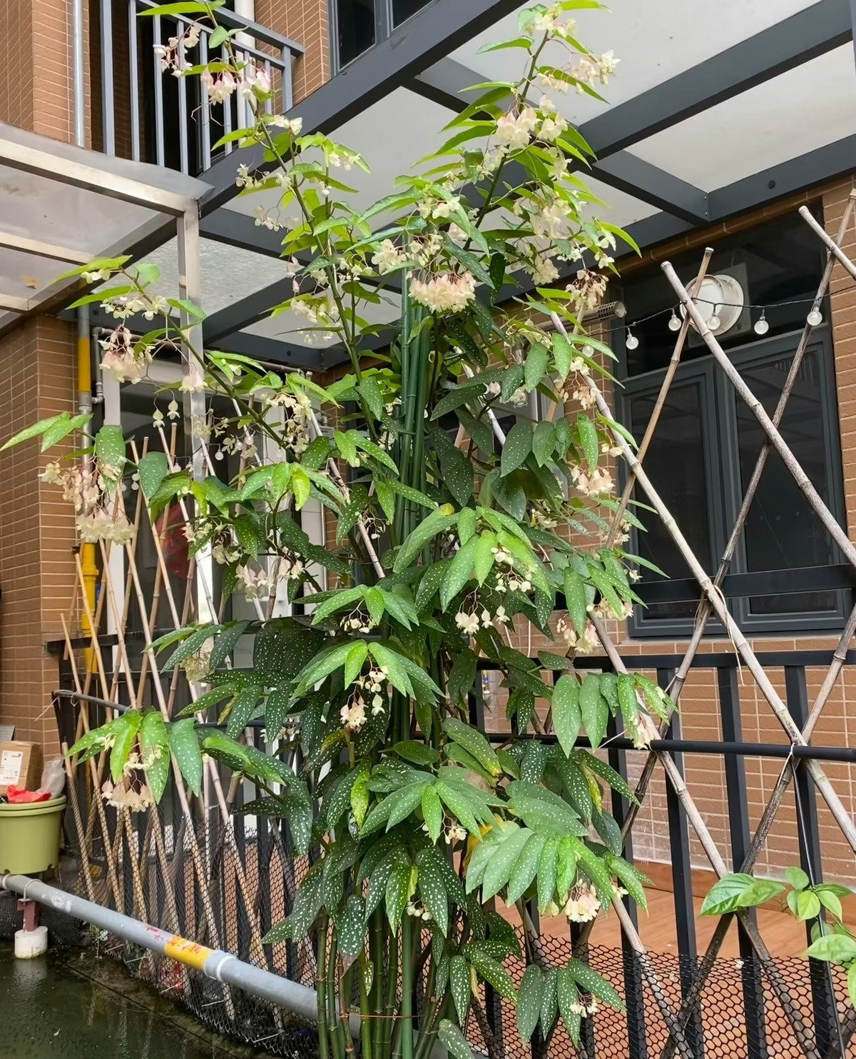 Trong phong thủy, thu hải đường thân mía là biểu tượng của may mắn, tài lộc, thịnh vượng và bảo vệ gia đình khỏi điều xui rủi.