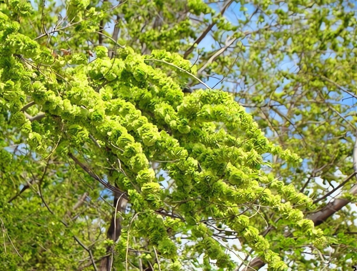 Nhưng tại sao người xưa lại dặn không trồng loại cây cứu mạng này ở phía Đông?