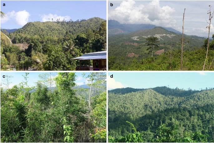 Loài cây này được tìm thấy ở vùng núi Kinabalu, nơi có đất serpentinite giàu niken nhưng nghèo dinh dưỡng.(Ảnh: Botanical Studies)