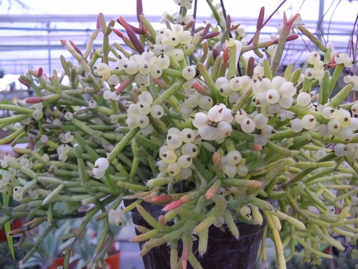 Ý nghĩa phong thủy mạnh mẽ: Theo phong thủy, xương rồng san hô mang lại may mắn, tài lộc, sức khỏe và giúp xua đuổi tà khí, đem lại bình an cho gia chủ.