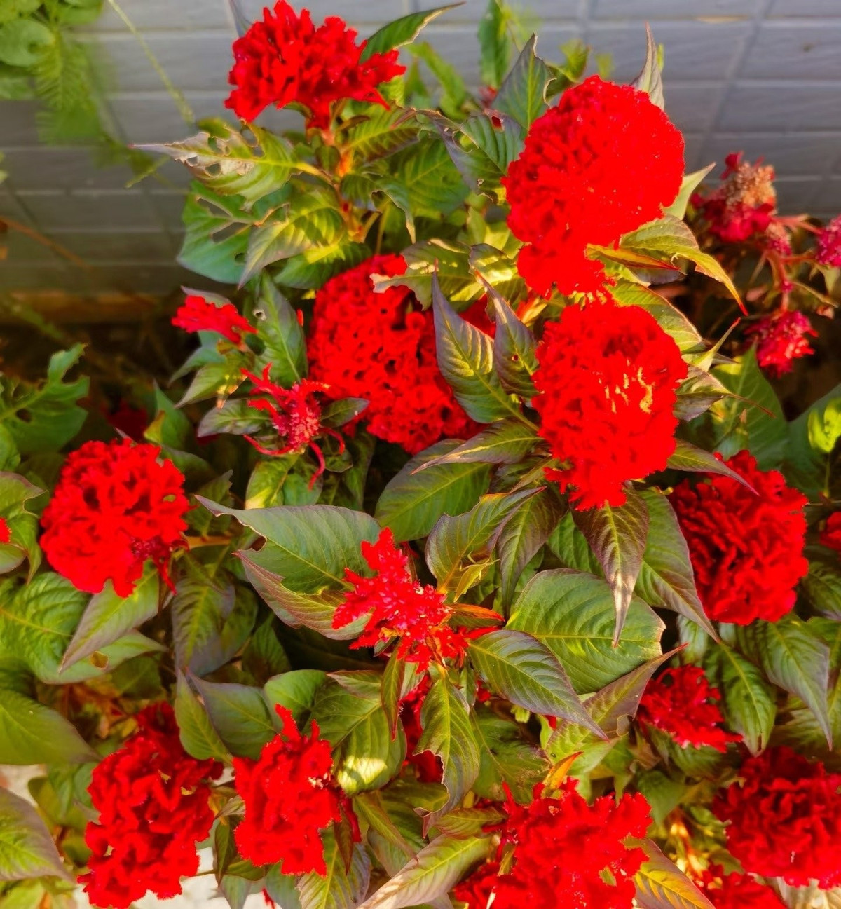 Ký ức xanh mát từ những hàng cây dân dã: Ngày xưa, ở vùng quê Việt, mỗi nhà đều trồng vài khóm cây cảnh trước sân. Những loài hoa như mười giờ, bông phấn, bóng nước và hoa mào gà gắn bó thân thiết với tuổi thơ.