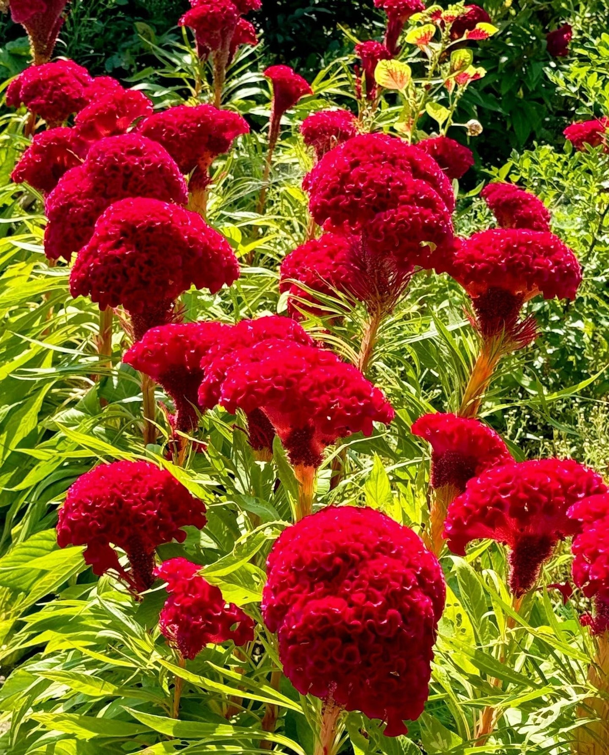 Từ "quê mùa" trở thành hoa đô thị: Mào gà truyền thống đang dần ít thấy ở quê, nhường chỗ cho các giống lai như mào gà đuốc, mào gà len – rực rỡ hơn, được trồng ở công viên, vành đai xanh.