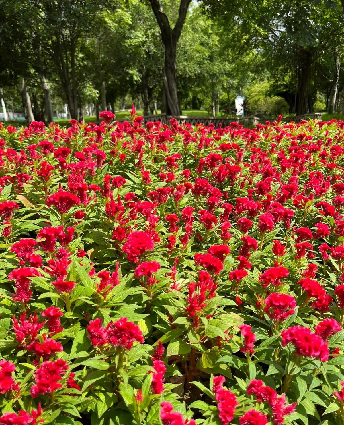 Ngoại hình hút mắt, dáng cây kiêu hãnh: Mào gà có thân đứng thẳng, lá bóng mượt, hoa mọc thành cụm xoăn như lông chim hoặc mào gà trống – tạo nên vẻ ngoài vừa cổ điển vừa sang trọng.