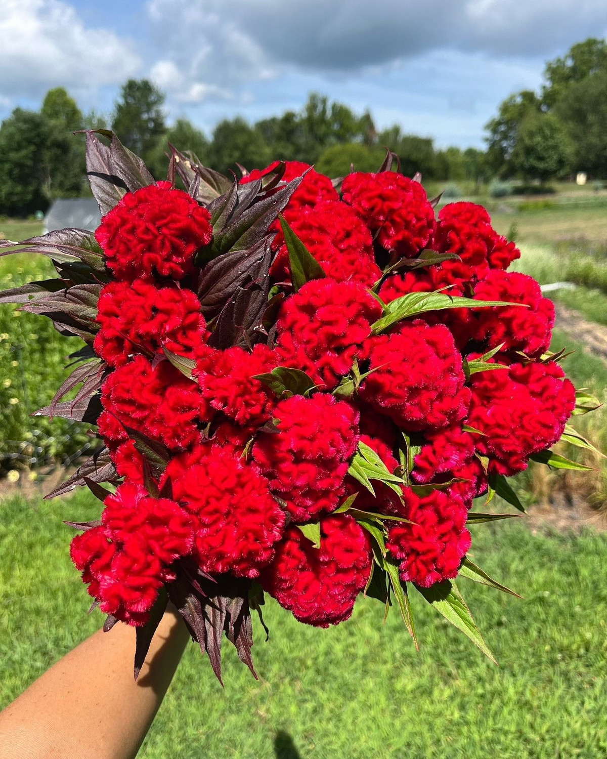 Vừa làm cảnh, vừa là món ăn – bài thuốc: Hoa mào gà có thể nấu canh, làm bánh, xào thịt. Hạt hoa chứa nhiều dưỡng chất có tác dụng thanh nhiệt, cầm máu, hỗ trợ gan thận.